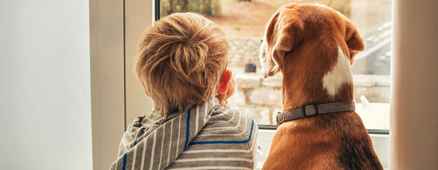 Mon chien est mort que faire, qui appeler ? Purina
